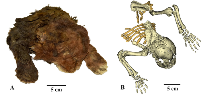 A scientific figure of a side-by-side of a mummified saber-tooth kitten next to the CT scan of its skeleton